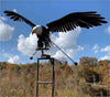 Flying Eagle