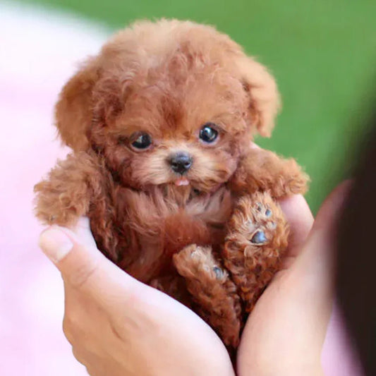 Interactive Plush Dog — Tail-Wagging Realistic Companion