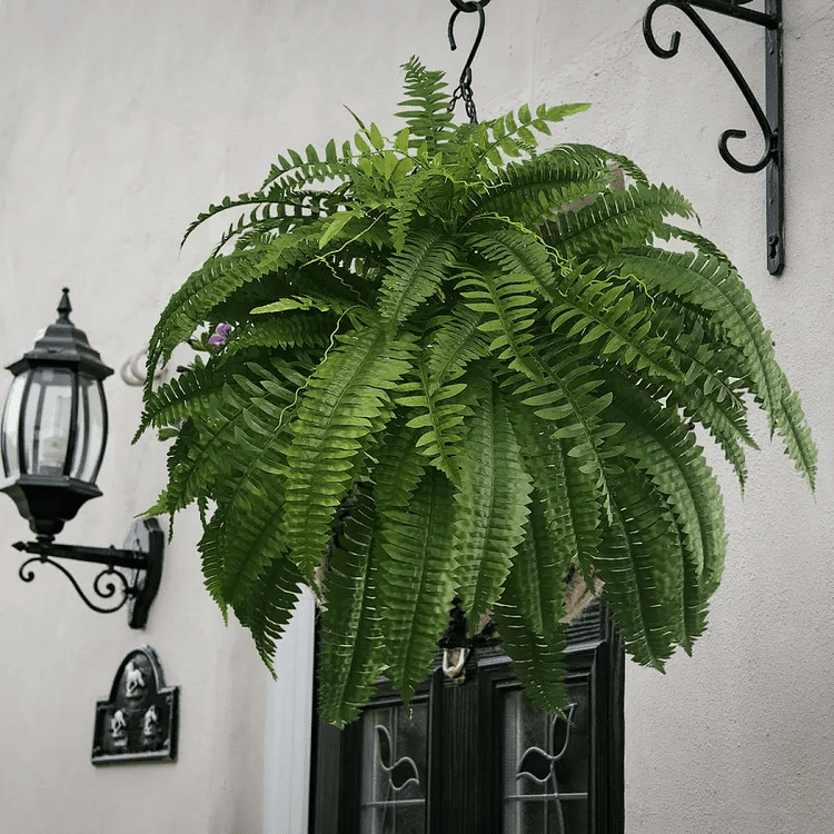 Artificial Boston Fern — UV-Resistant Faux Greenery 2