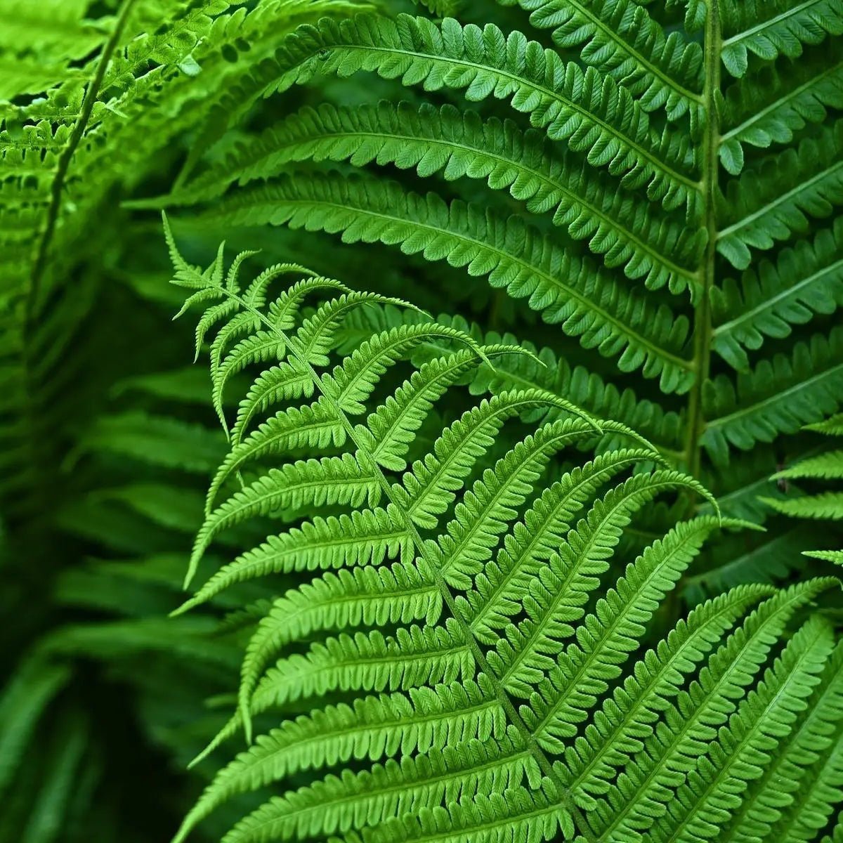 Artificial Boston Fern — UV-Resistant Faux Greenery 3