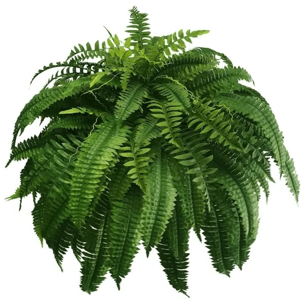 Artificial Boston Fern — UV-Resistant Faux Greenery 5