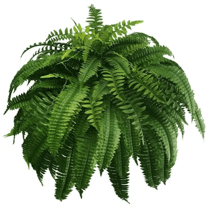 Artificial Boston Fern — UV-Resistant Faux Greenery 5