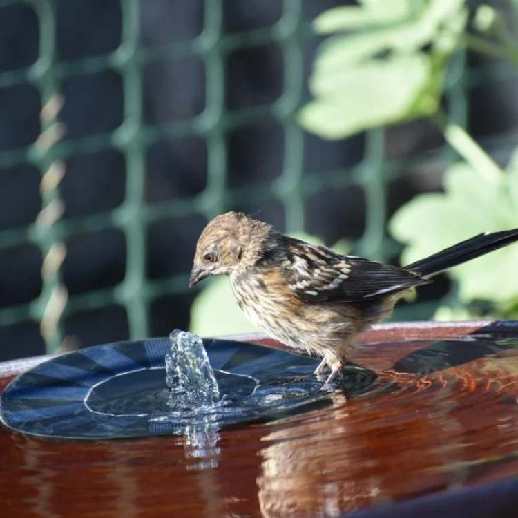 Floating Solar Fountain — Pond & Garden Water Pump 3