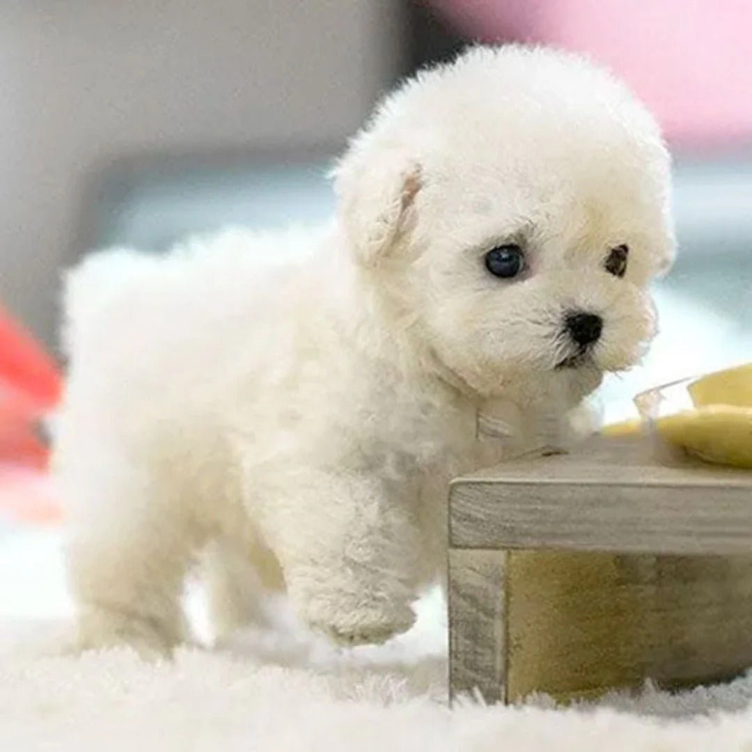 Interactive Robot Puppy — Responds to Voice & Touch 2