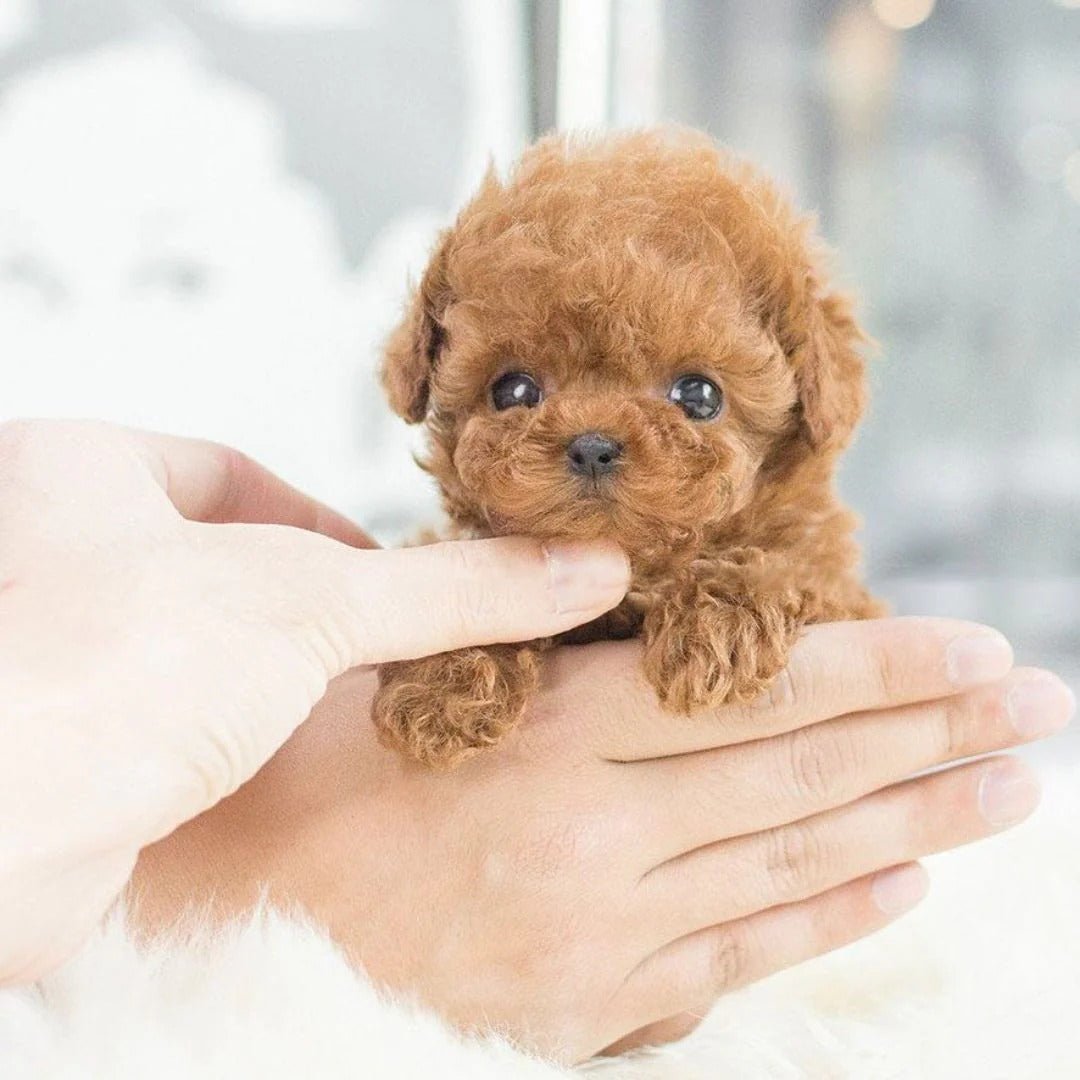 Interactive Robot Puppy — Responds to Voice & Touch 4